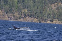 image_123650291