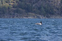 image_123650291