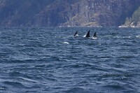 image_123650291