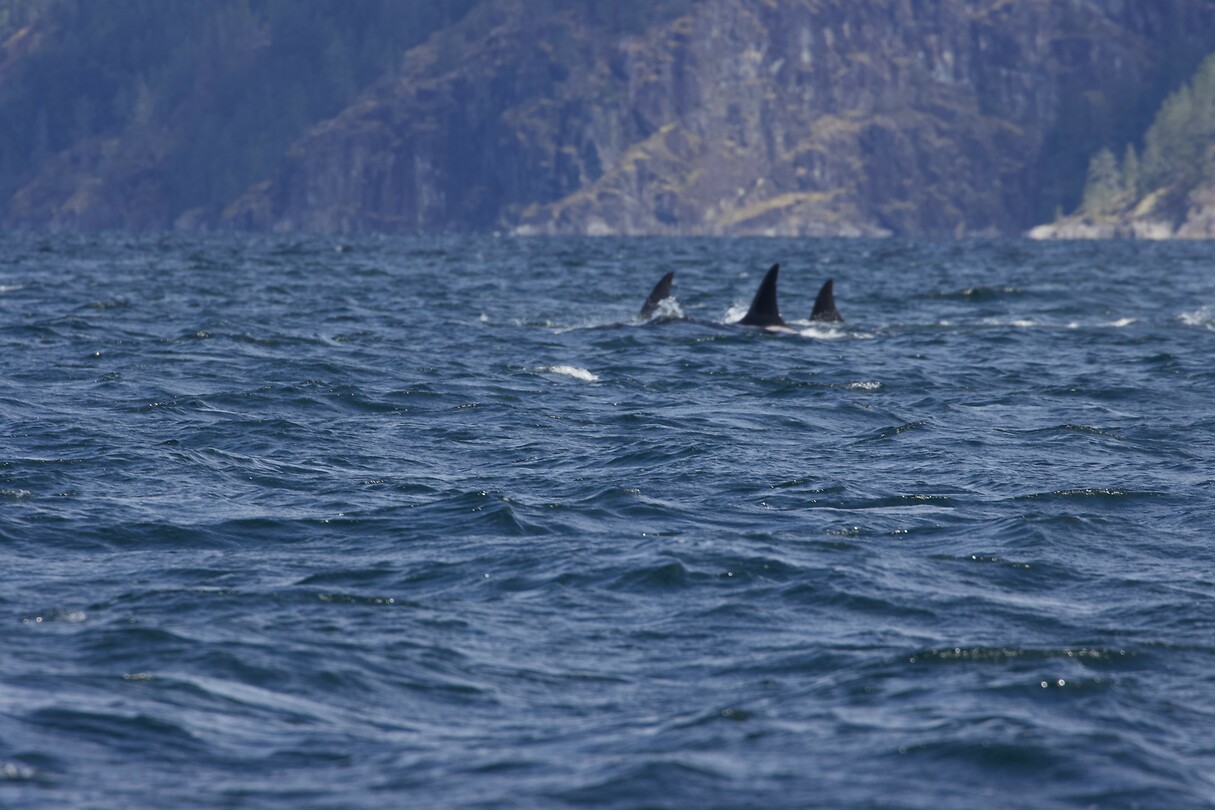 image_123650291