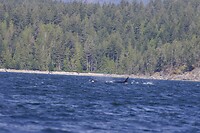 image_123650291