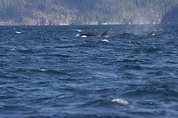 image_123650291
