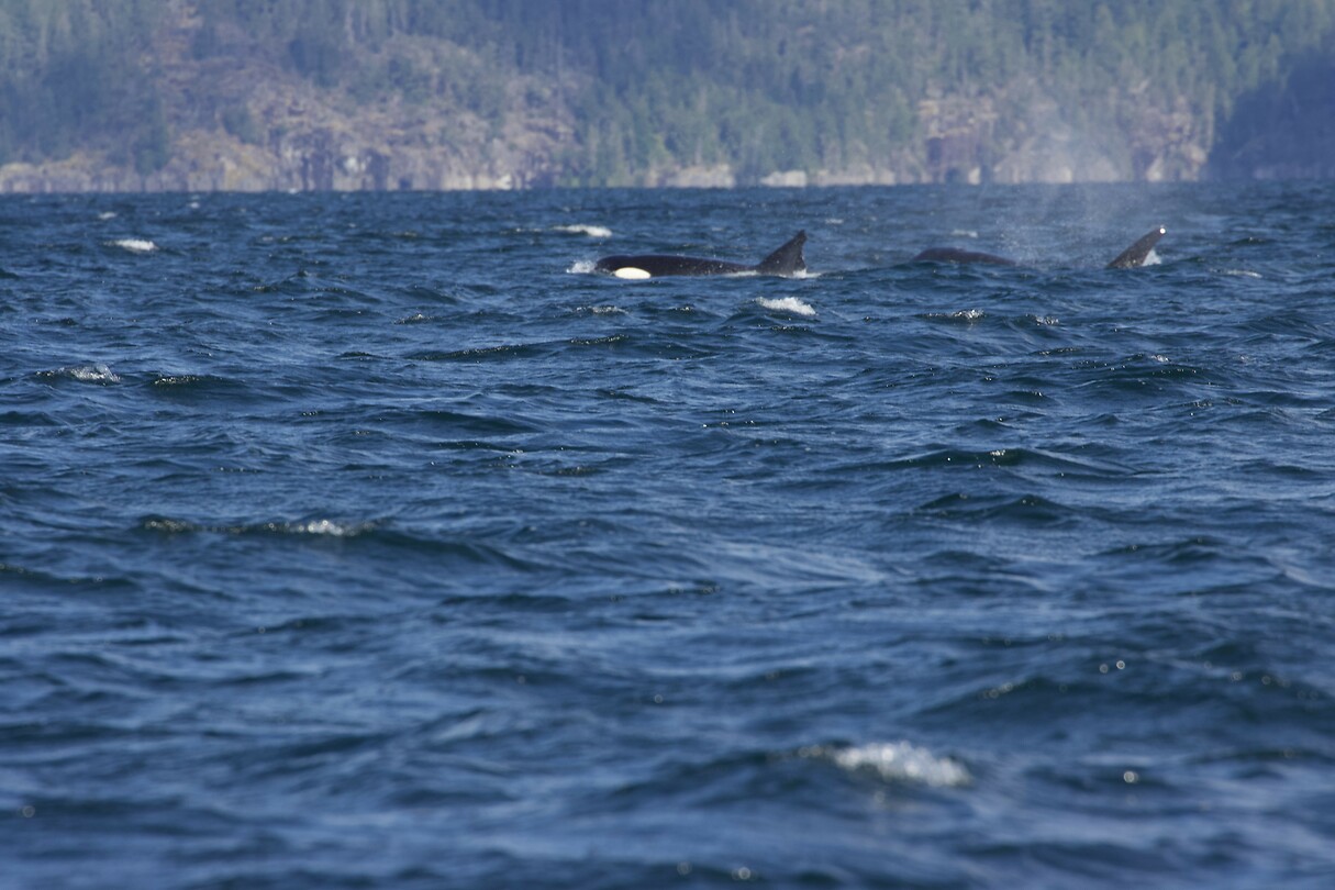 image_123650291