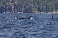 image_123650291