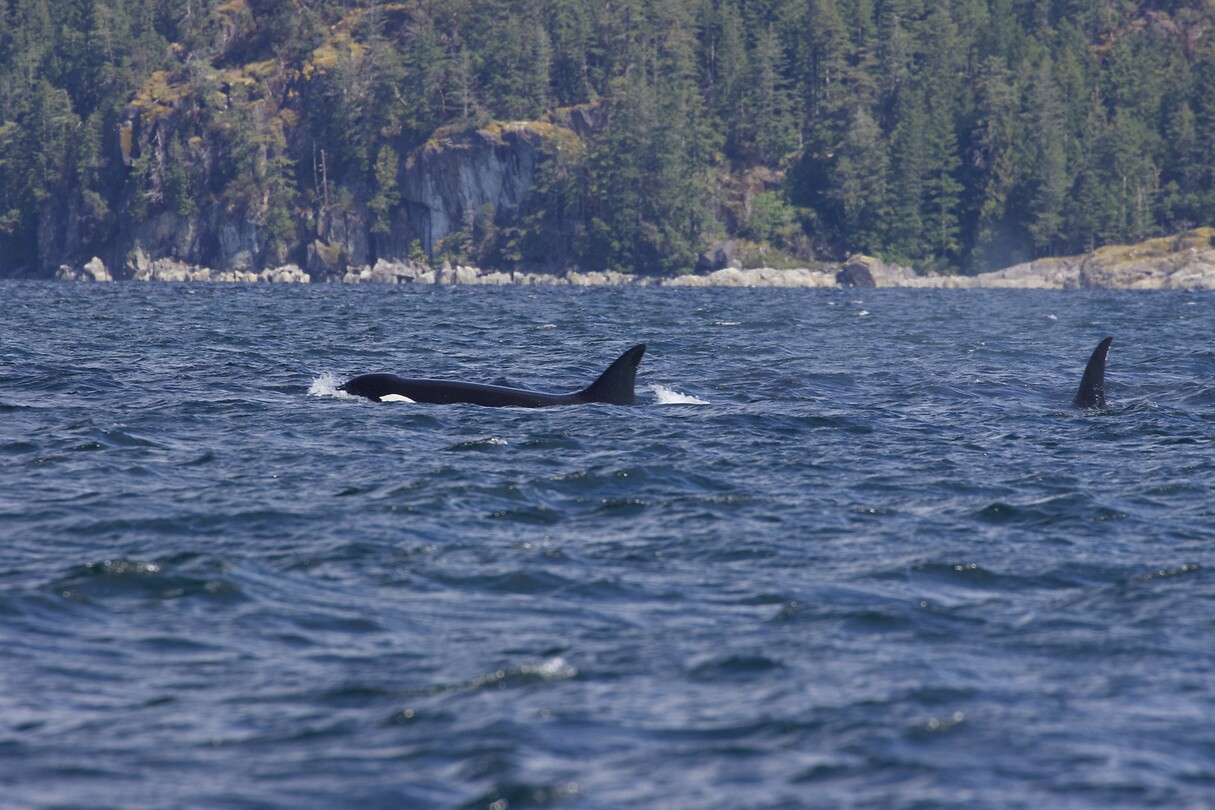 image_123650291