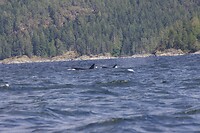 image_123650291