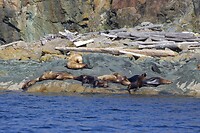 image_123650291