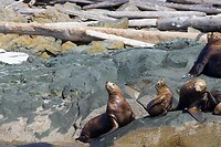 image_123650291