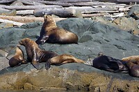 image_123650291