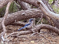 IMG_1323