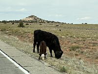 IMG_7431