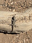 IMG_7613