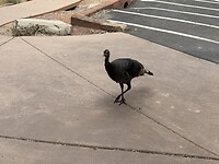 IMG_7823