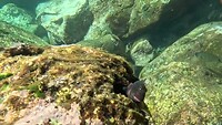 Snorkelen Ponta Ferraria