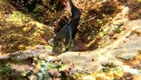 Snorkelen Ponta Ferraria