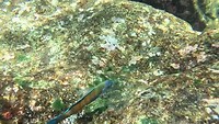 Snorkelen Ponta Ferraria