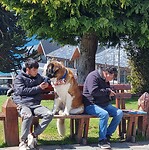 Bankje met hondje