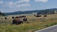 Buffels Hayden Valley