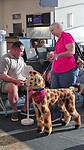 Hondje
