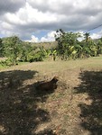 Field duty