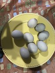 Balut ei