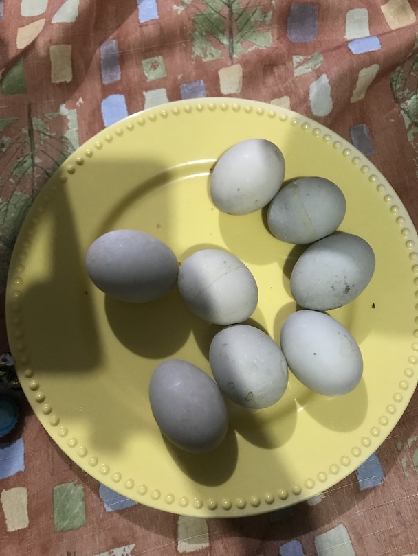 Balut ei