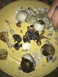 Balut embryo