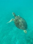 Schildpad