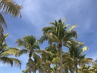 Palmbomen