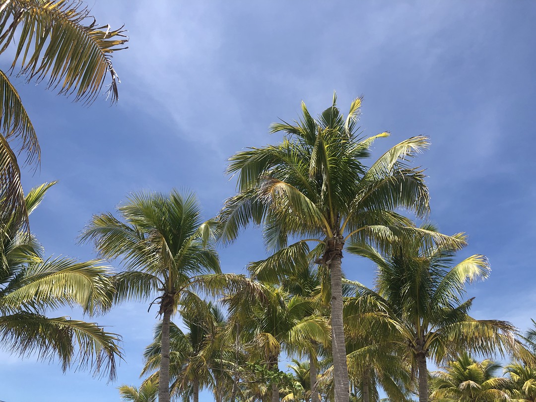 Palmbomen
