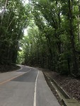 Man-Made Forest