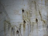 Niah Caves National Park, vleermuizen