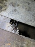 Niah Caves National Park, the creature that almost scared us to death