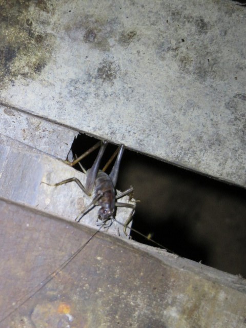 Niah Caves National Park, the creature that almost scared us to death