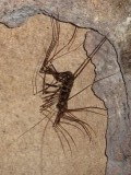 Niah Caves National Park, op Borneo is alles groter...
