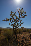 Joshua Tree