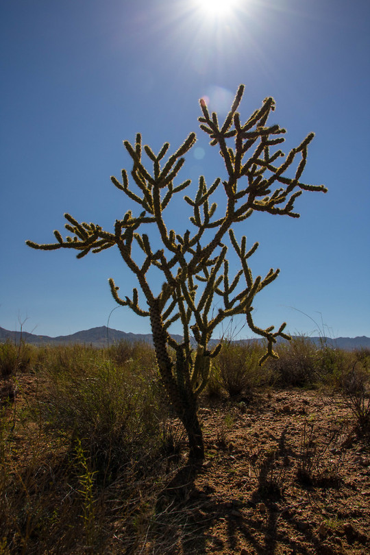 Joshua Tree