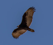 Condor