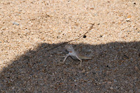 Desert Iguana