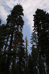 Kings Canyon