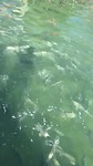Tarpons...