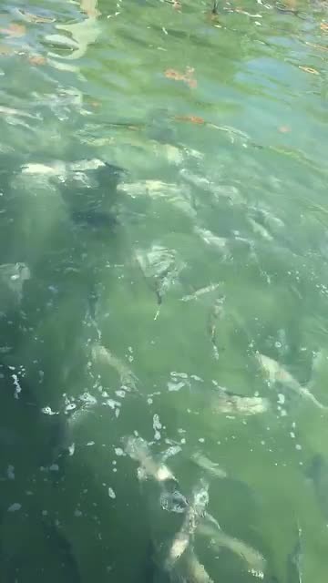 Tarpons...
