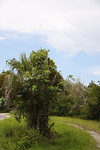 Everglades NP