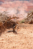 Chipmunk poseren voor de foto...