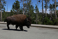 Bison op de parkeerplaats