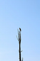 Een gave roofvogel, die zijn/haar nest zat te bewaken