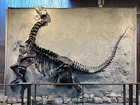 Dino