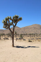 Joshua Tree