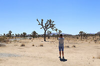 More Joshua Trees