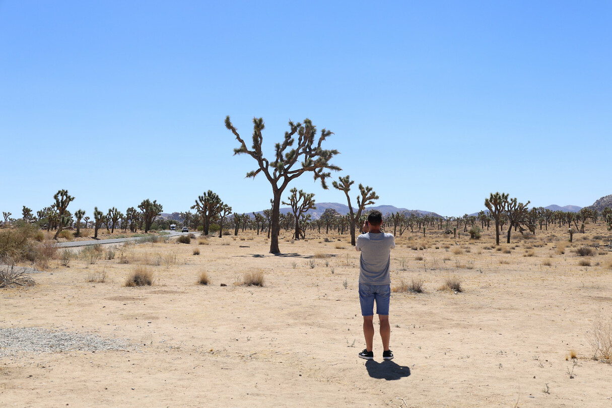 More Joshua Trees